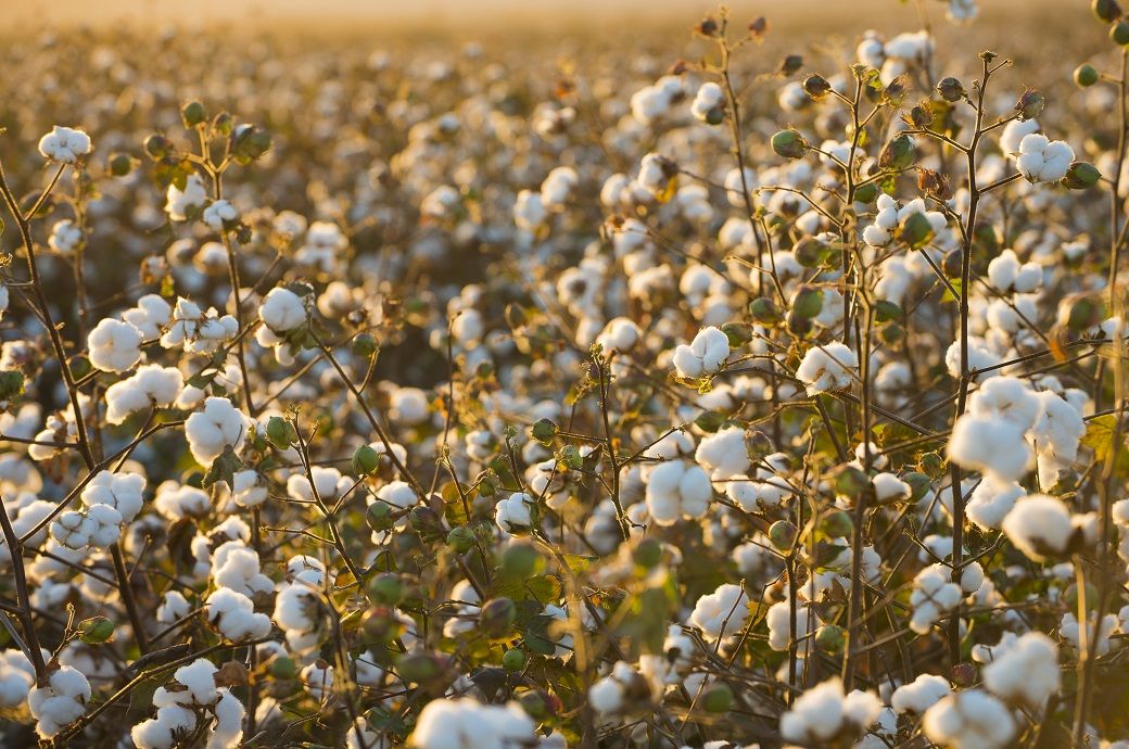 India’s Textiles Ministry rolls out Kharif cotton plan with 550 hubs