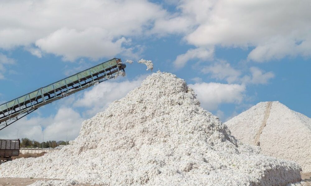 India’s cotton arrivals to peak by mid-November; CCI to step in