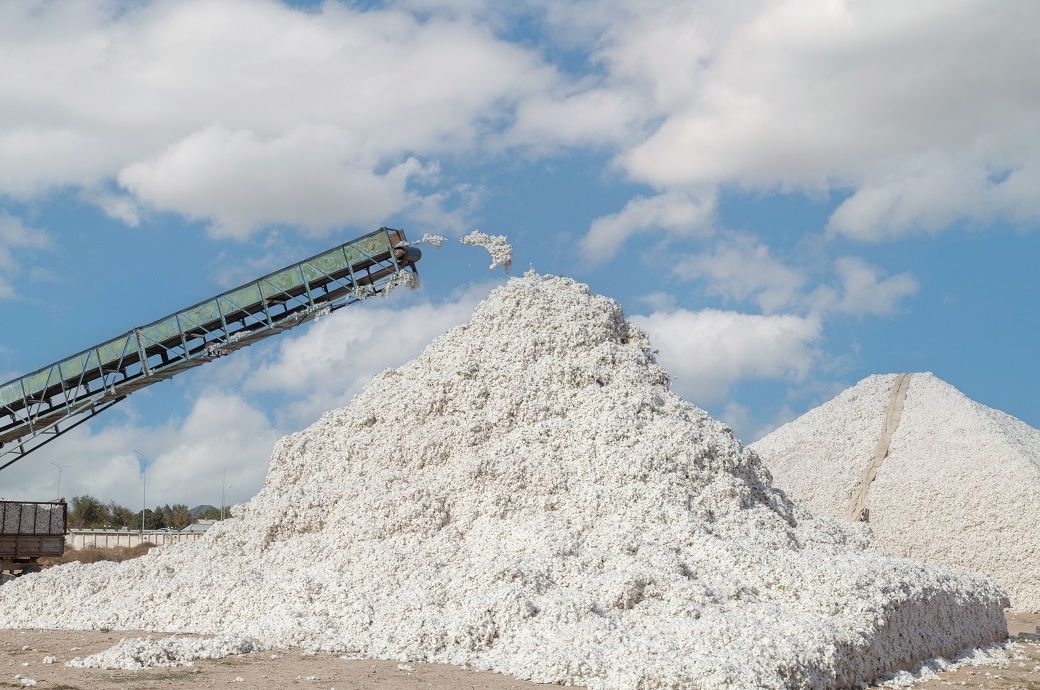 India’s cotton arrivals to peak by mid-November; CCI to step in India’s cotton arrivals to peak by mid-November; CCI to step in