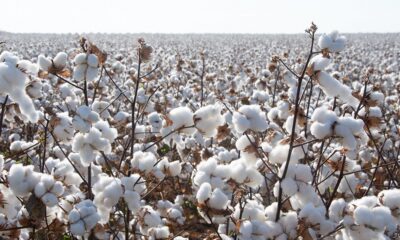 Pakistan’s cotton arrivals surge 49% to 30.44 lakh bales by end-Sept