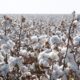 Pakistan’s cotton arrivals surge 49% to 30.44 lakh bales by end-Sept
