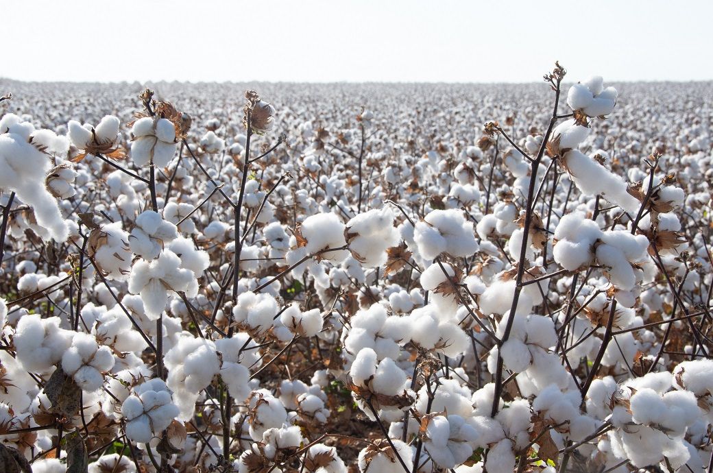 Pakistan’s cotton arrivals surge 49% to 30.44 lakh bales by end-Sept