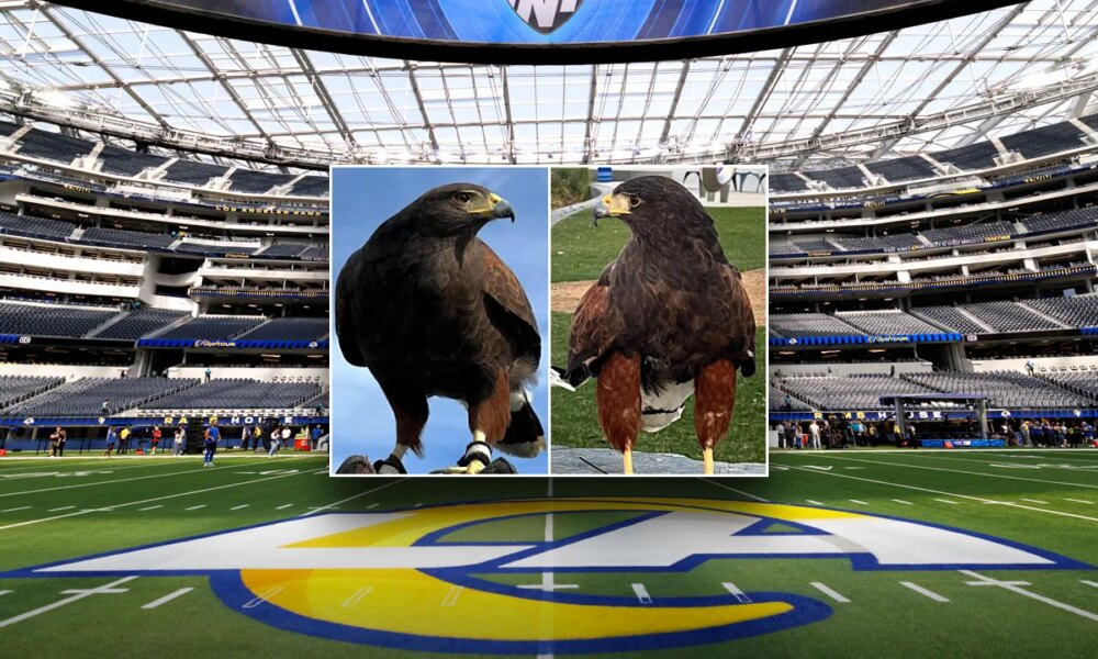 SoFi Stadium hawk stolen during Rams game located, second hawk remains missing