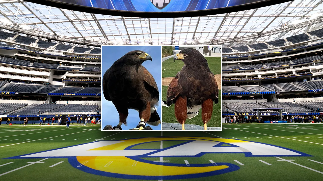 SoFi Stadium hawk stolen during Rams game located, second hawk remains missing SoFi Stadium hawk stolen during Rams game located, second hawk remains missing