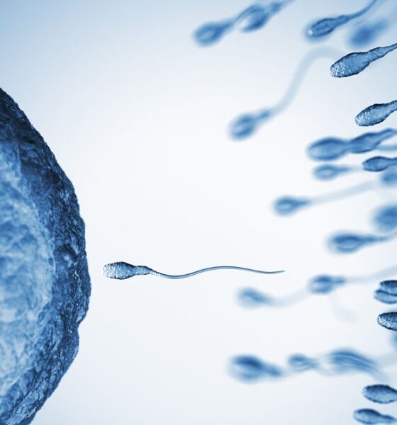 Sperm From Older Men Have More Genetic Mutations