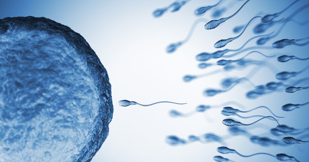 Sperm From Older Men Have More Genetic Mutations Sperm From Older Men Have More Genetic Mutations