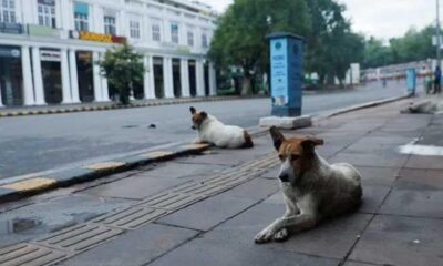 Stray dogs attack foreign coaches at Para Athletics event in India