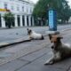 Stray dogs attack foreign coaches at Para Athletics event in India