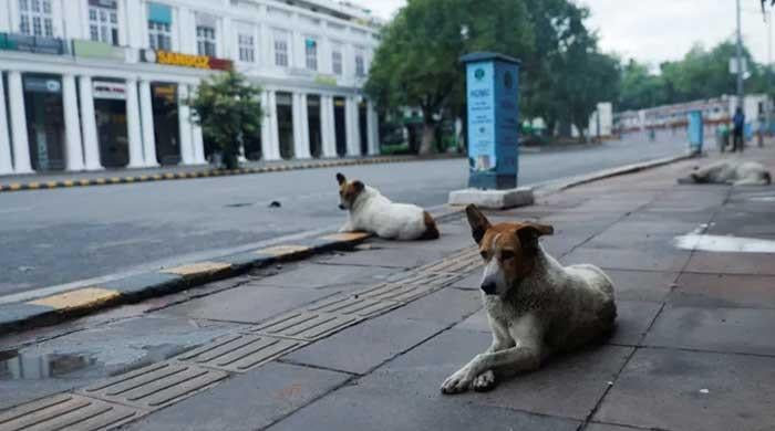 Stray dogs attack foreign coaches at Para Athletics event in India