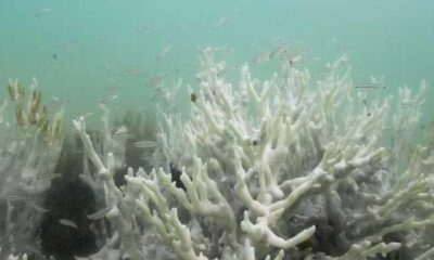 Climate tipping points are being crossed, scientists warn ahead of COP30