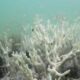 Climate tipping points are being crossed, scientists warn ahead of COP30