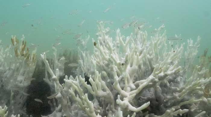 Climate tipping points are being crossed, scientists warn ahead of COP30