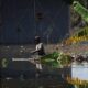 Mexico flood toll rises to 76, many still missing