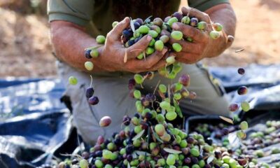 Settler violence disrupts West Bank olive harvest
