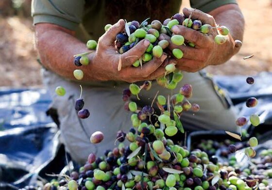 Settler violence disrupts West Bank olive harvest