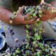 Settler violence disrupts West Bank olive harvest