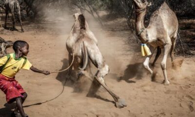 Camels replace cows as Kenya battles drought