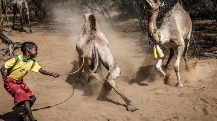 Camels replace cows as Kenya battles drought Camels replace cows as Kenya battles drought