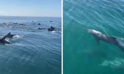 Bottlenose dolphins spotted in Gwadar West Bay