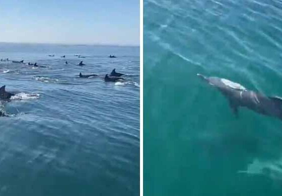 Bottlenose dolphins spotted in Gwadar West Bay