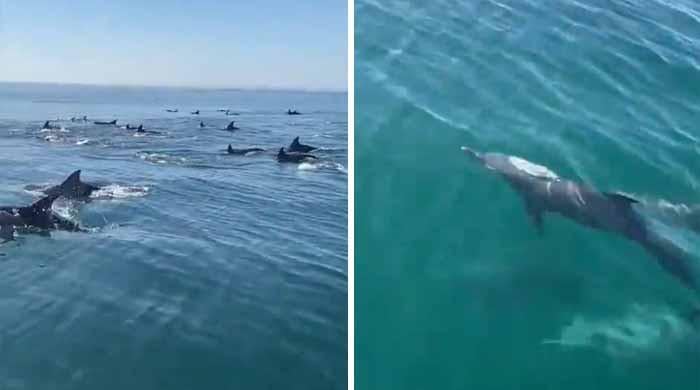 Bottlenose dolphins spotted in Gwadar West Bay