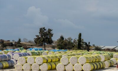 CCI cotton procurement reaches 1 lakh bales daily amid rising arrivals