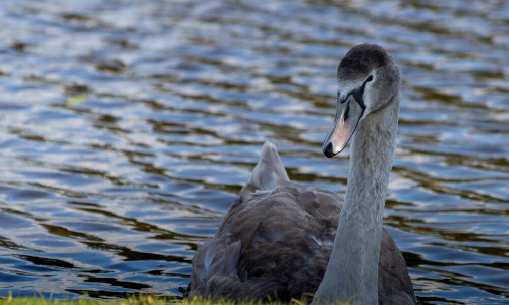 Could a ‘gray swan’ event bring down the AI revolution? Here are 3 risks we should be preparing for