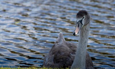 Could a ‘gray swan’ event bring down the AI revolution? Here are 3 risks we should be preparing for