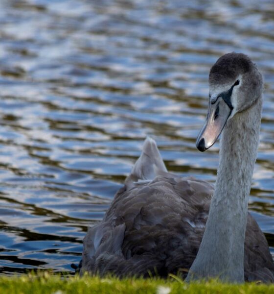 Could a ‘gray swan’ event bring down the AI revolution? Here are 3 risks we should be preparing for