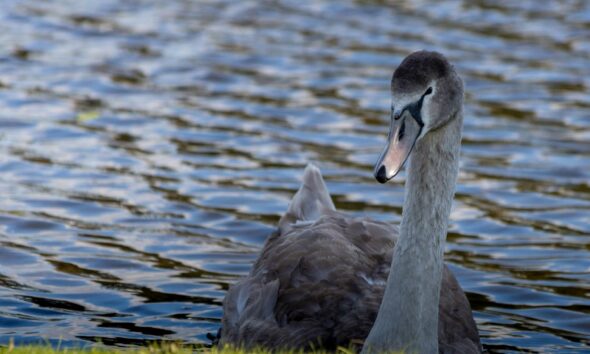 Could a ‘gray swan’ event bring down the AI revolution? Here are 3 risks we should be preparing for