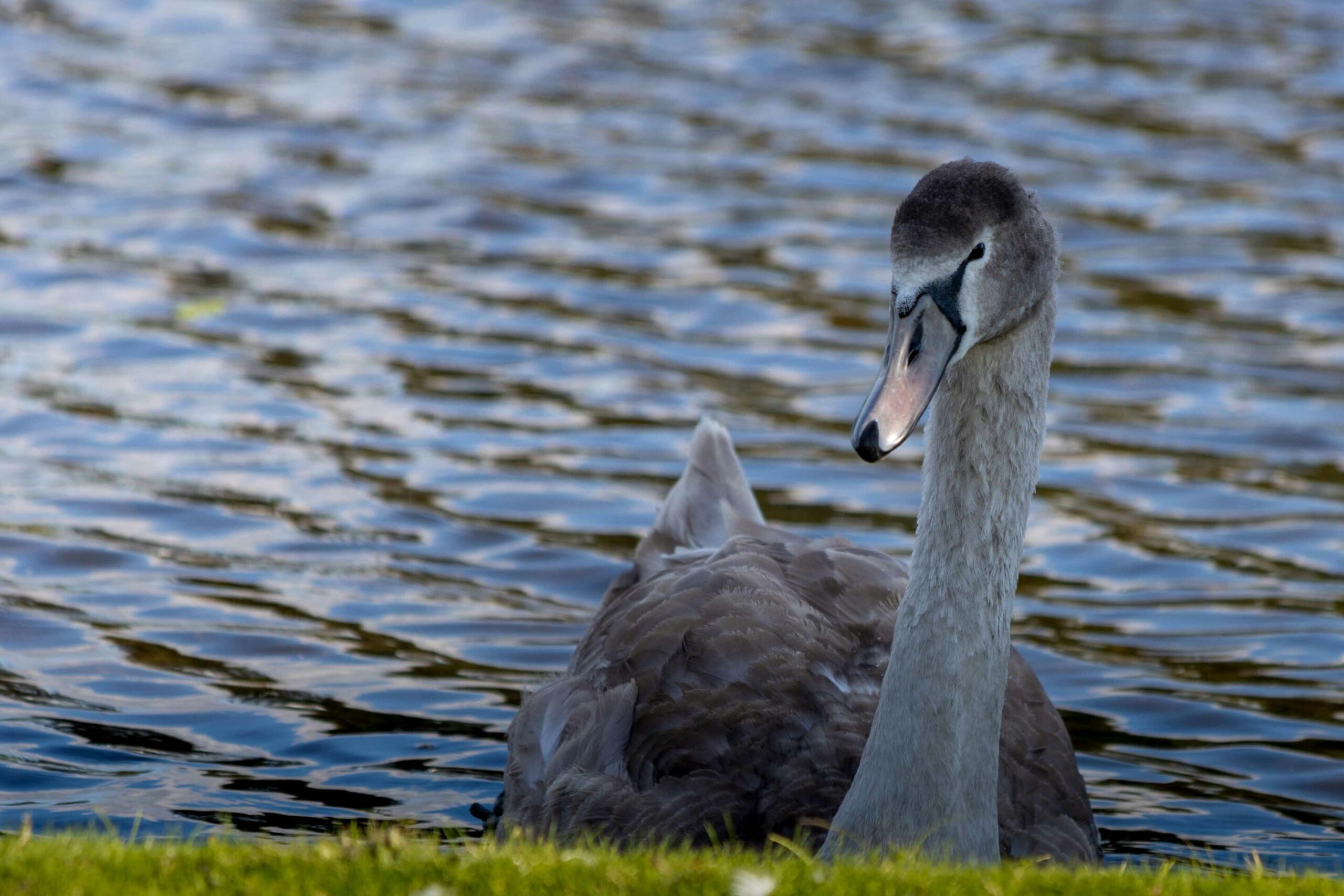 Could a ‘gray swan’ event bring down the AI revolution? Here are 3 risks we should be preparing for