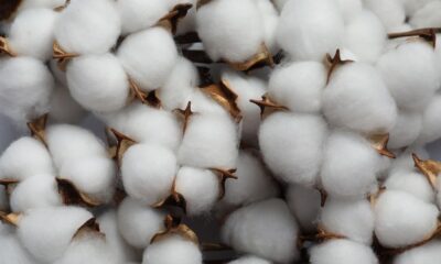 Global cotton trade down as Chinese imports slump 65% in 2024-25: ICAC