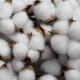 Global cotton trade down as Chinese imports slump 65% in 2024-25: ICAC