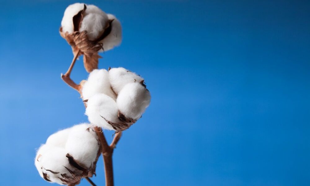 ICE cotton falls ahead of delayed US weekly export sales data