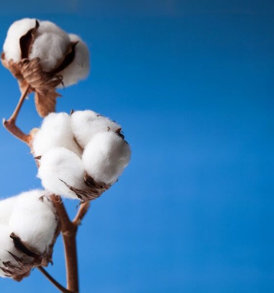 ICE cotton falls ahead of delayed US weekly export sales data