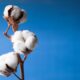 ICE cotton falls ahead of delayed US weekly export sales data