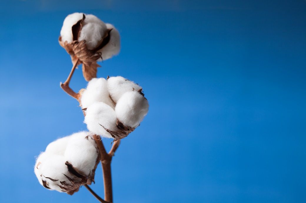 ICE cotton falls ahead of delayed US weekly export sales data