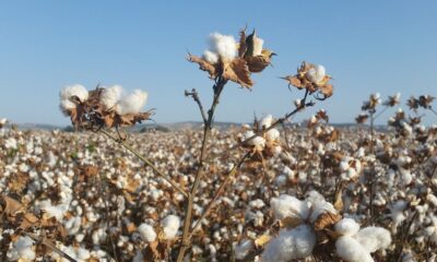 ICE cotton rises on export gains and weaker US dollar support