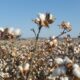 ICE cotton rises on export gains and weaker US dollar support