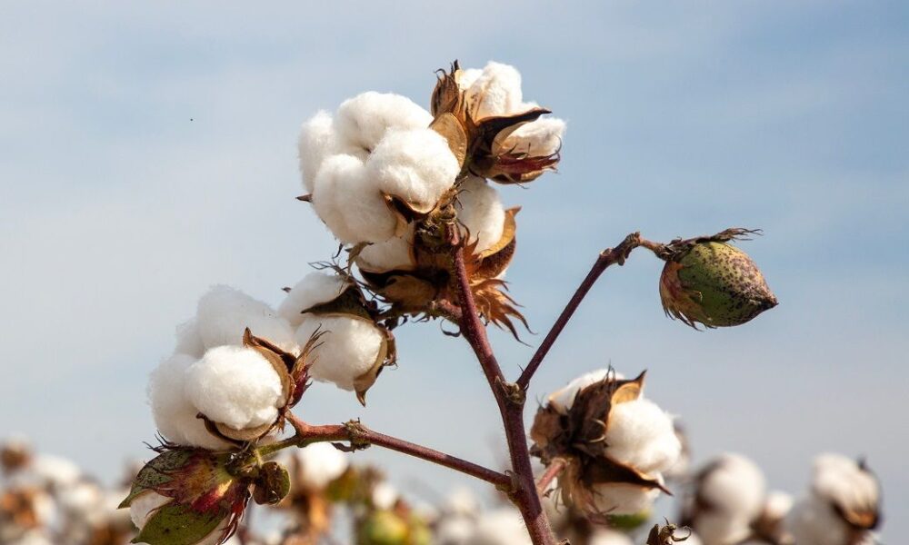 ICE cotton stays weak as dollar falls; WASDE report awaited