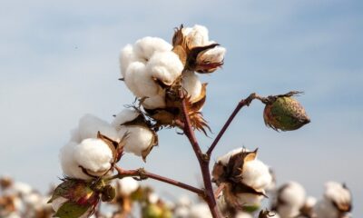 ICE cotton stays weak as dollar falls; WASDE report awaited