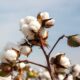 ICE cotton stays weak as dollar falls; WASDE report awaited