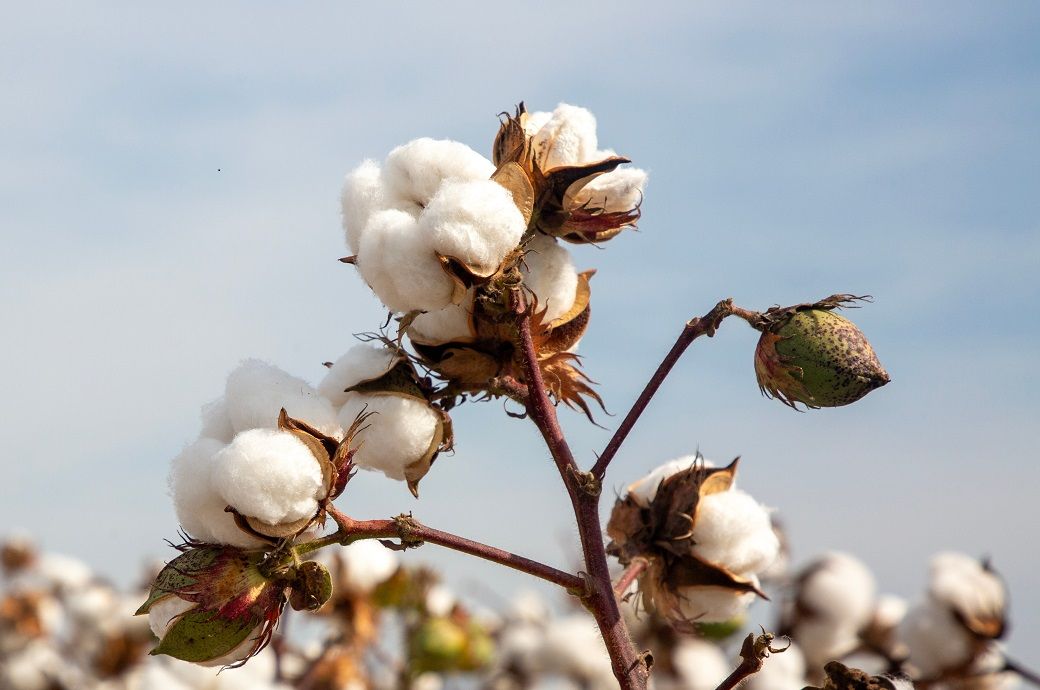 ICE cotton stays weak as dollar falls; WASDE report awaited