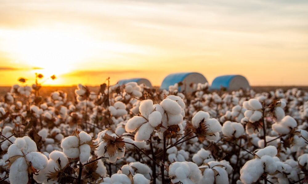 ICE cotton steady on strong US weekly export sales report
