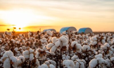 ICE cotton steady on strong US weekly export sales report