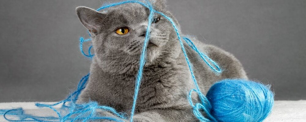 Paw Patrol: How AI and IoT are driving preventative pet care | Computer Weekly