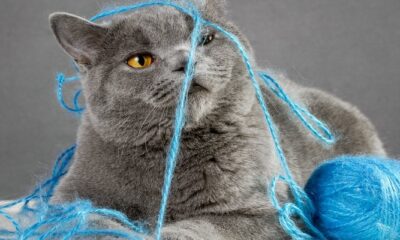 Paw Patrol: How AI and IoT are driving preventative pet care | Computer Weekly