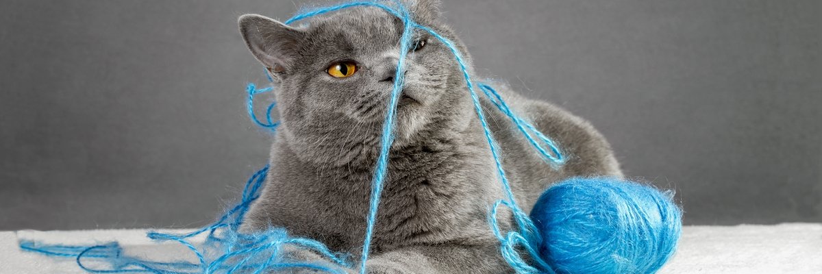 Paw Patrol: How AI and IoT are driving preventative pet care | Computer Weekly