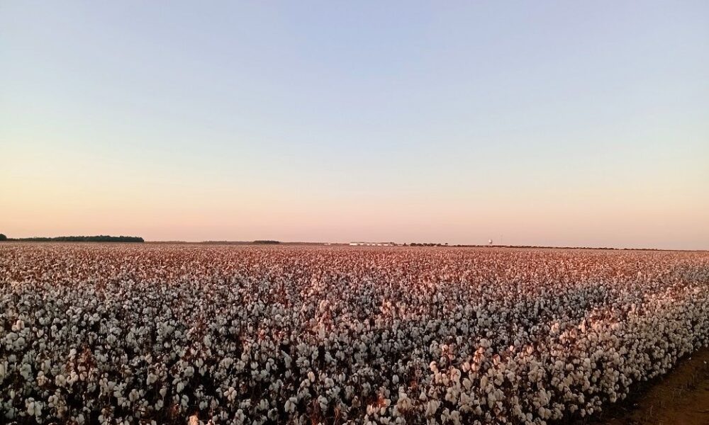 Uzbekistan, ICAC, Bizpando partner on regenerative agriculture