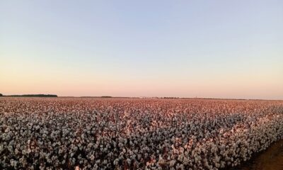 Uzbekistan, ICAC, Bizpando partner on regenerative agriculture